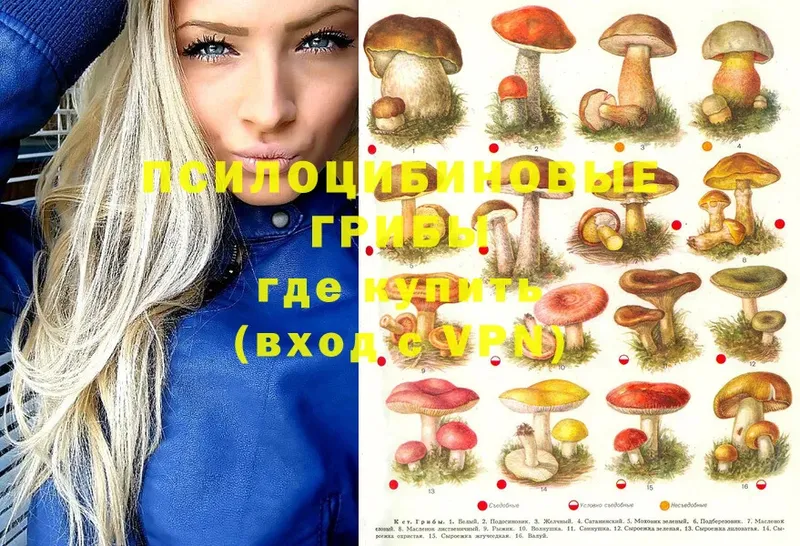 где можно купить наркотик  Октябрьский  Галлюциногенные грибы Cubensis 